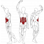 Posilovací lavice na břicho BH fitness L840 svaly