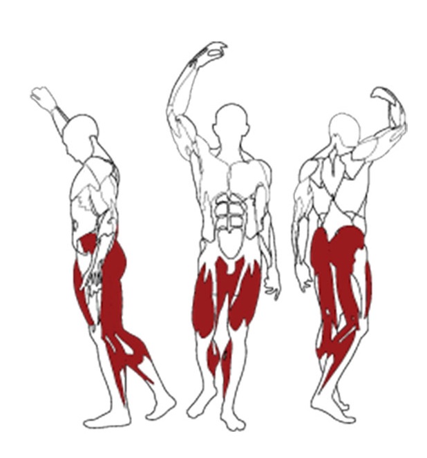 BH Fitness PL200 svaly